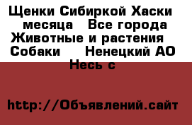 Щенки Сибиркой Хаски 2 месяца - Все города Животные и растения » Собаки   . Ненецкий АО,Несь с.